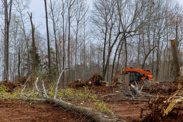 Best Commercial Tree Services  in Spring City, PA