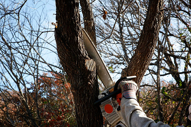 Best Leaf Removal  in Spring City, PA