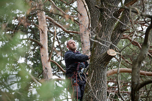 Best Hazardous Tree Removal  in Spring City, PA